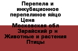 Перепела и инкубационное перепелиное яйцо › Цена ­ 6-800 - Московская обл., Зарайский р-н Животные и растения » Птицы   